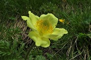 63 Pulsatilla alpina sulfurea alla macro